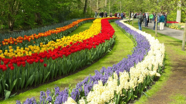 2014-04-17 Holland Tulips 27.jpg